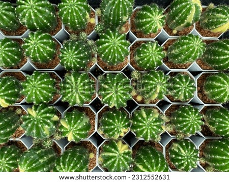 Closeup photo of the cactus in JPEG format