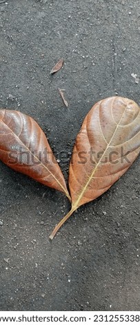 I will shape the fallen dry leaves to resemble a heart and I won't just miss taking pictures of them