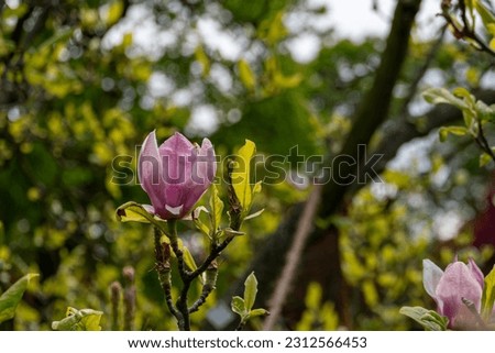 Beautiful magnolia flower on a tree branch during springtime. Selective focus. Floral background and wallpaper.
