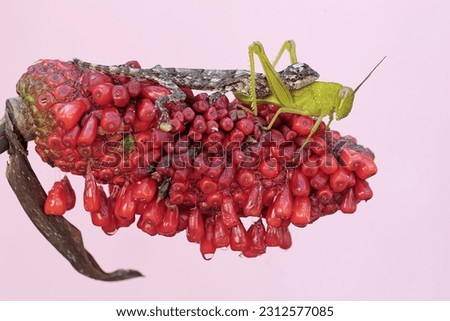 A flying dragon is eating a grasshopper on an anthurium fruit hump. This reptile has the scientific name Draco volans. Selective focus with black background.