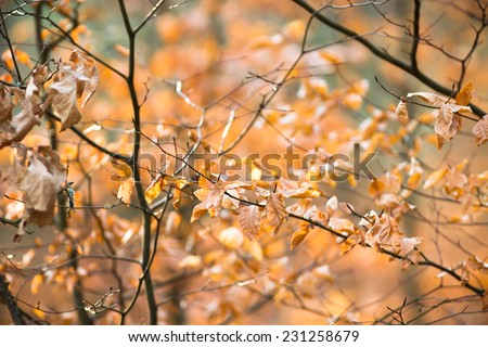 autumn background with colored leaves, nature series