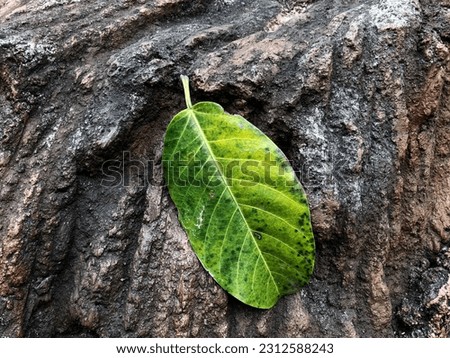 Natural green leaf lay on the tree branch. Flat lay photography. Capture the details of tree texture.