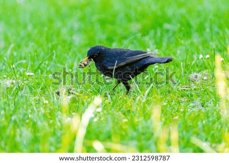 Carrion crow (Corvus corone) black bird perched on ground