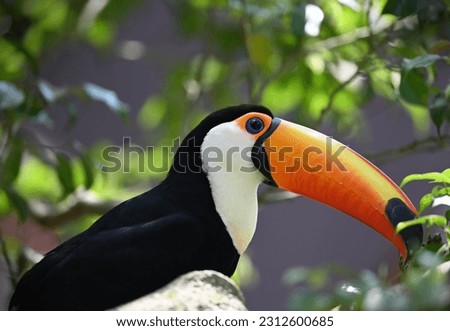 Close up of Toco toucan in the park, selective focus. 