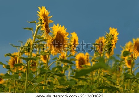 Blooming sunflowers in the sun on a dark sky. Agricultural sunflower field in summertime.