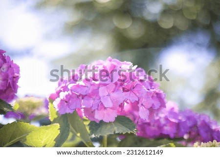 Hydrangea blooming softly and beautifully during the rainy season in early summer June
