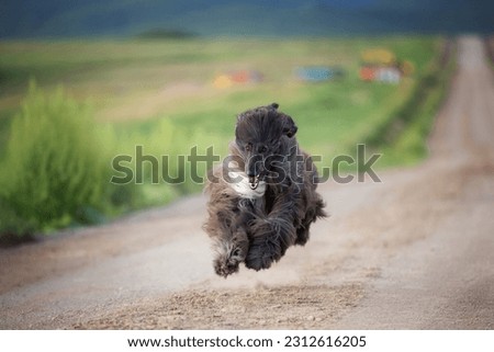 Happy and funny Afghan hound dog is running on the road in the field in summer at sunset