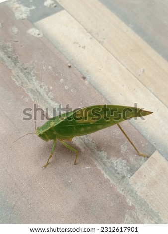 a grasshopper stay on the floor picture