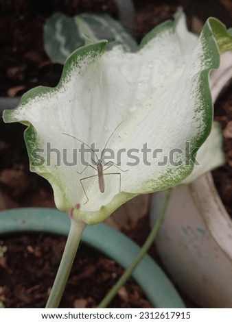 a bug lay on caladium leaf picture