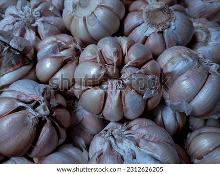 Fresh garlic on market table closeup photo. Vitamin healthy food spice image. Spicy cooking ingredient picture