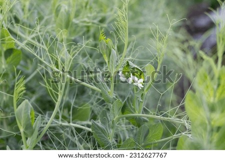 White pea blossoms in garden. Beautiful bush pea plant background. Selective focus on one branch.