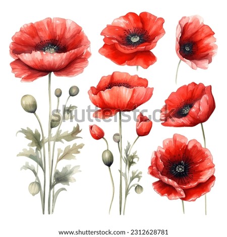 Set of beauty watercolor vector red poppies Royalty-Free Stock Photo #2312628781