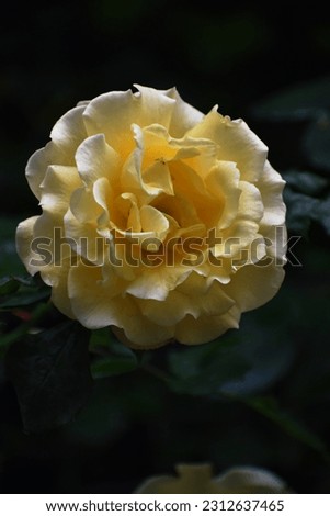 yellow rose spring nature 2023