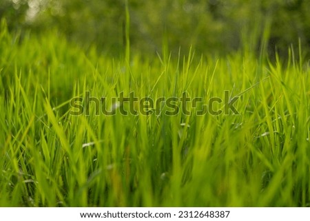 Fresh green grass on mountain meadow in early spring. Selective focus