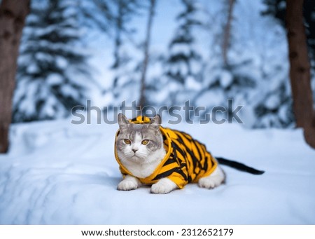 Scottish fold cat sitting on the white snow. Cat with yellow shirt fasion in the winter. Tabby white cat looking something.
