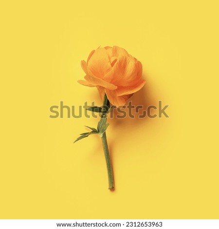 One yellow flower Trollius or Globeflower on yellow color background, copy space, minimal style flat lay, monochrome aesthetic botanical modern still life, natural blooming spring floret, top view