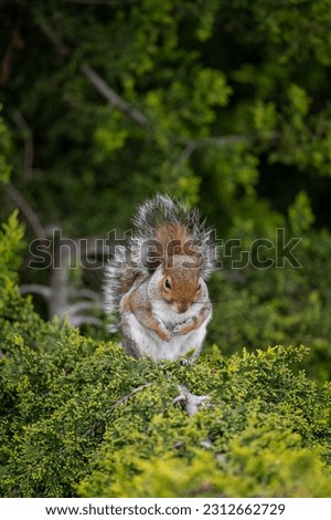 A squirrel sitting in a tree. Squirrel facing forward with paws tucked into its chest. Grey Squirrel (Sciurus carolinensis) in Beckenham, Kent, UK. Portrait image