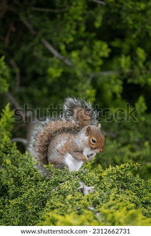 A squirrel sitting in a tree. Squirrel facing half right with paws tucked into its chest. Grey Squirrel (Sciurus carolinensis) in Beckenham, Kent, UK. Portrait image