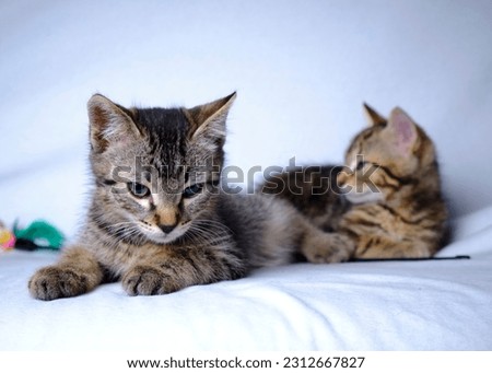 Adorable puppies of european common cat, on white background