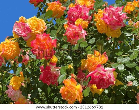 Roses flowers colorful red pink yellow orange blossom climbing rose bush in garden. Royalty-Free Stock Photo #2312669781