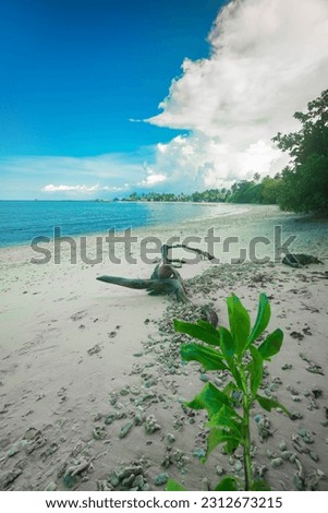 The view during the day before the afternoon on the beautiful Mentawai Islands beach. decorated with mangrove trees, coconuts, beautiful white beaches, rocks, and big waves for surfing spots. blue sky Royalty-Free Stock Photo #2312673215