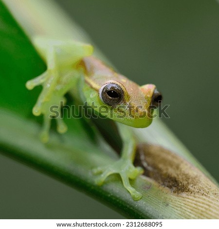 
Tropical rain forest frog, between Madre y Dios and Tambopata river