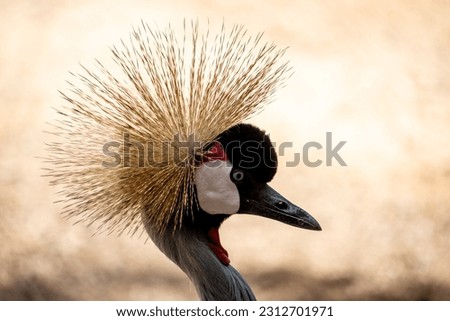 Close up of a black crowned crane in the Oasis Park on Fuerteventura Royalty-Free Stock Photo #2312701971