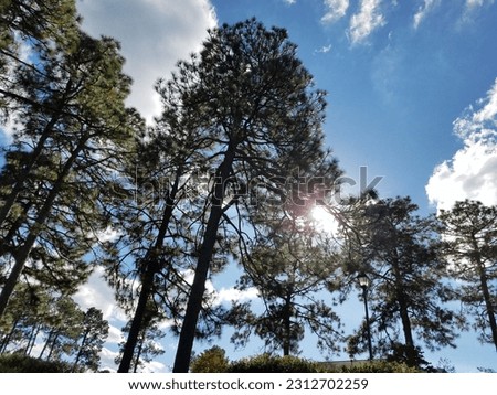 Sun peaking through the tall pine trees in Pinehurst, NC Royalty-Free Stock Photo #2312702259