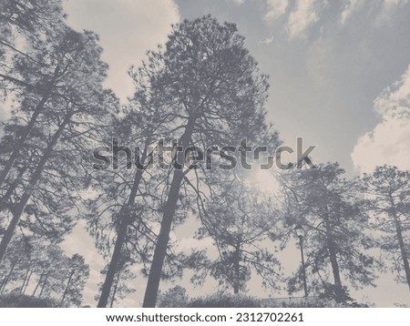 Sun peaking through the tall pine trees in Pinehurst, NC Royalty-Free Stock Photo #2312702261