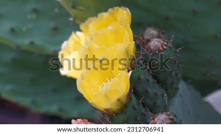 Blooming beauties: Indian fig opuntia (Opuntia ficus-indica) flowers grace the garden with vibrant colors.