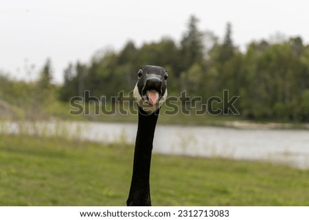 Goose hissing at camera - canadian goose attacking - goose tongue funny - tree lake background Royalty-Free Stock Photo #2312713083