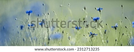 Impressions of a summer meadow, summer meadow, flower meadow with many blue flowers, cornflowers, bellflower, Centaurea cyanus. Selective focus is on individual cornflowers Royalty-Free Stock Photo #2312713235