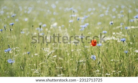 Impressions of a summer meadow, summer meadow, flower meadow with many blue flowers, cornflowers, bellflower, Centaurea cyanus. Selective focus is on individual cornflowers Royalty-Free Stock Photo #2312713725