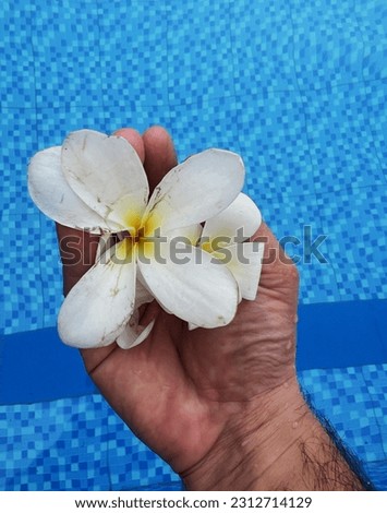 Right hand holding white petal yellow pollen single Plumeria flower under warm sunlight, with blurred dark tile cement floor,