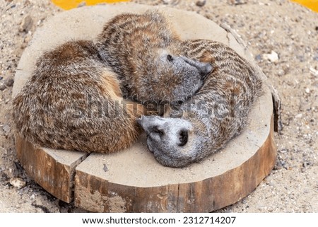 Small ground squirrels sleep on the trunk of a tree