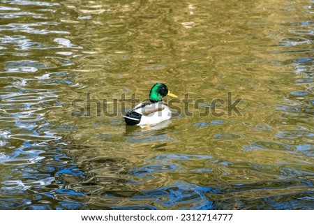 A duck with white and green feathers swims in the lake