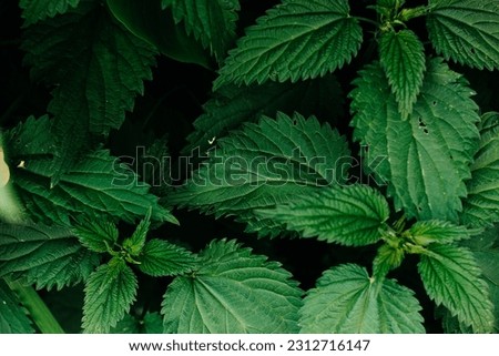 Fresh nettle leaves. Thickets of nettles. Medicinal plant. Green leaves background. Royalty-Free Stock Photo #2312716147