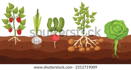 Cross-section View Of Vegetable Bell Pepper, Garlic, Radish, Potato and Cabbage Growth In Ground, Revealing Roots Intertwining With Soil, While The Stem And Leaves Emerge. Cartoon Vector Illustration Royalty-Free Stock Photo #2312719009
