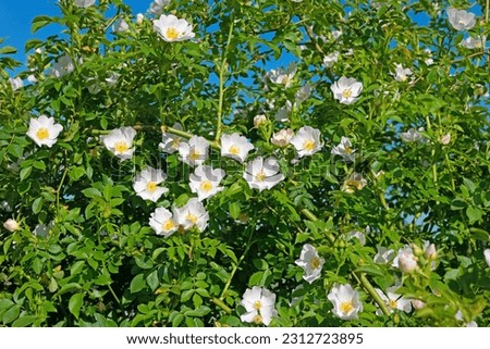 Flowering rose hips, Rosa canina, in spring Royalty-Free Stock Photo #2312723895