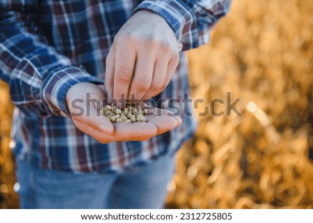 Close up of farmer's hand holding ripe soybean pod in cultivated field Royalty-Free Stock Photo #2312725805