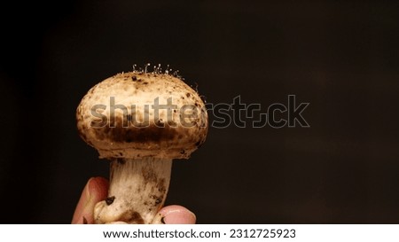 Mushroom sporulation on mushroom itself close up view