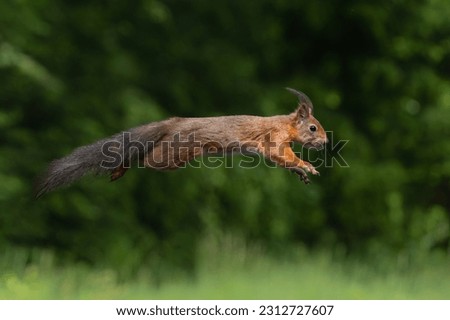 Eurasian red squirrel (Sciurus vulgaris) jumping in the forest of Noord Brabant in the Netherlands.