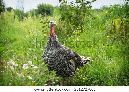 On a bright sunny day in summer, a turkey walks in the grass in the garden.