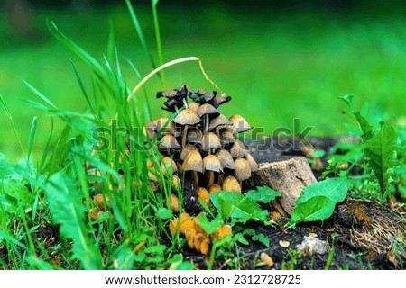 A lot of toadstool mushrooms pale on an old stump