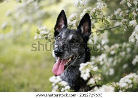 Beautiful old Belgian shepherd dog  Royalty-Free Stock Photo #2312729693