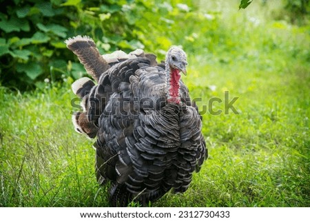 On a bright sunny day in summer, a turkey walks in the grass in the garden.