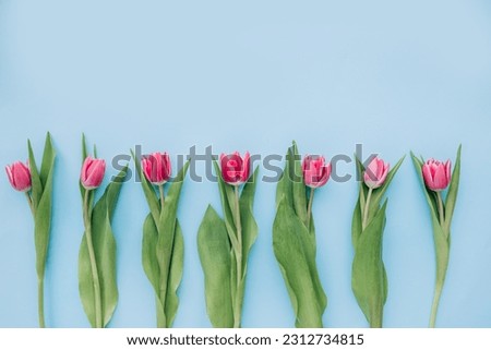 Bouquet of pink tulips on blue background. Mothers day, Valentines Day, Birthday celebration concept. Greeting card. Copy space for text, top view