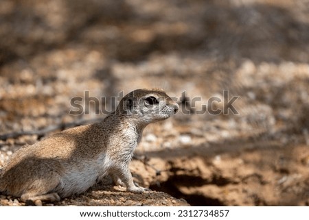 An adult female round-tailed ground squirrel, Xerospermophilus tereticaudus, near her burrow in the Sonoran Desert. Native wildlife, Pima County, Tucson, Arizona, USA.