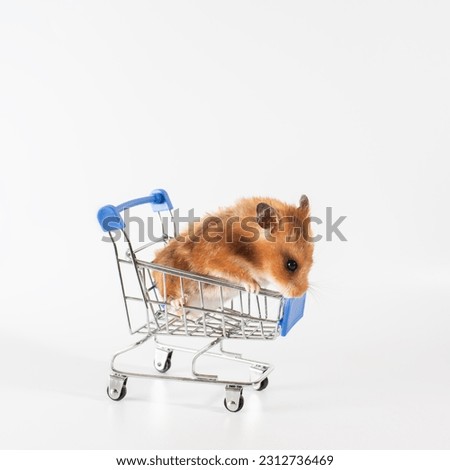 a red-haired hamster sit in shopping trolley on wheels, white background. shopping concept.
