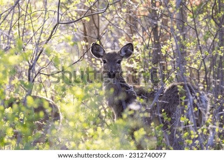 white-tailed deer (Odocoileus virginianus) in spring